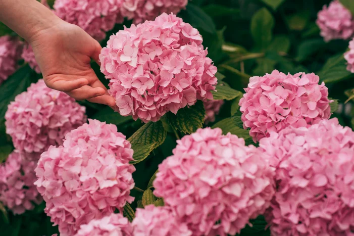 Hand berührt rosa Hortensienblüte